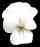Viola Fair Flower